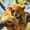 Golden bamboo lemur lying on a tree in