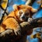 Golden bamboo lemur lying on a tree in