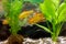 Golden barb schuberti barb, puntius semifasciolatus in a home aquarium