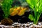 Golden barbs in a home aquarium, bright tropical fish
