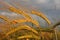 Golden barley ears against dramatic clouds