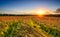 Golden Barley Field