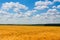 Golden barley field in august in Russia.