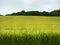 Golden Barley field crop in NYS summer sun
