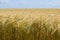 Golden barley field on a hot Summer day