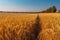 Golden Barley Fields Under Blue Sky. Generative AI