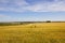 Golden barley fields on the Yorkshire wolds