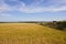 Golden barley and hedgerow