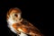 Golden Barn Owl