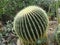 Golden Barrel Cactus