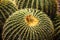 Golden Barrel Cactus