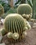 Golden Barrel Cactus