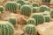 Golden Barrel Cactus