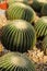 Golden Barrel Cactus