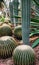 Golden Barrel Cactus