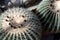 Golden barrel cactus