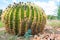 Golden barrel cactus on a bed of gravel