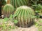 Golden Barrel Cactus in botany cactus garden. Nature green background or wallpaper