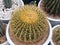Golden Barrel Cactus .Cactus large sized have gold thorns
