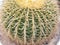 Golden Barrel Cactus .Cactus large sized have gold thorns