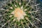 Golden Barrel Cactus Closeup