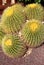 Golden barrel cactus, Echinocactus Grusonii