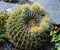 Golden Barrel Cactus- Echinocactus grusonii