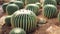 Golden barrel cactus or Echinocactus grusonii in the botanic garden. Close up of a round green cactaceae with spikes. Echinocactu