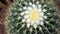 Golden barrel cactus or Echinocactus grusonii in the botanic garden. Close up of a round green cactaceae with spikes. Echinocactu