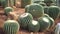 Golden barrel cactus or Echinocactus grusonii in the botanic garden. Close up of a round green cactaceae with spikes. Echinocactu