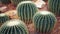 Golden barrel cactus or Echinocactus grusonii in the botanic garden. Close up of a round green cactaceae with spikes. Echinocactu