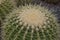 Golden barrel cactus, Echinocactus grusonii, closeup