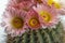 Golden barrel cactus Echinocactus grusonii. Closeup of Echinocactus Grusonii with pink flowers