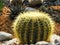 Golden barrel cactus ( Echinocactus grusonii or Kroenleinia grusonii)