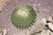 Golden barrel cactus, Echinocactus grusonii semi buried in the sand