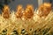 Golden Barrel Cactus Flowers with Green