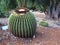 Golden Barrel Cactus at Koko Crater Botanical Garden, Oahu, Hawaii