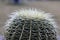 Golden barrel cactus plant closeup with blur background