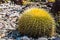 Golden Barrel Cactus Plant in Garden