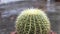 Golden barrel cactus plant with selective focus and blur background