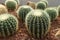 Golden Barrel Cactus planted on a small rock in an arid botanical garden