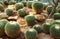 Golden Barrel Cactus planted on a small rock in an arid botanical garden