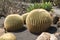 Golden Barrel Cactus on Sand in Daylight