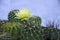 Golden barrel cactus with yellow flower