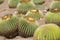 Golden barrel cactuses