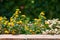 Golden basket or Gold Alyssum flowers Aurinia saxatilis yellow ornamental plant