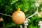 Golden bauble among chistmas tree brenches. Closeup look of the ball.