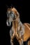 Golden bay Akhal-teke horse on the dark background