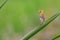 Golden Baya weaver On The Branch Of Tree.