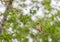 Golden Baya weaver On The Branch Of Tree.